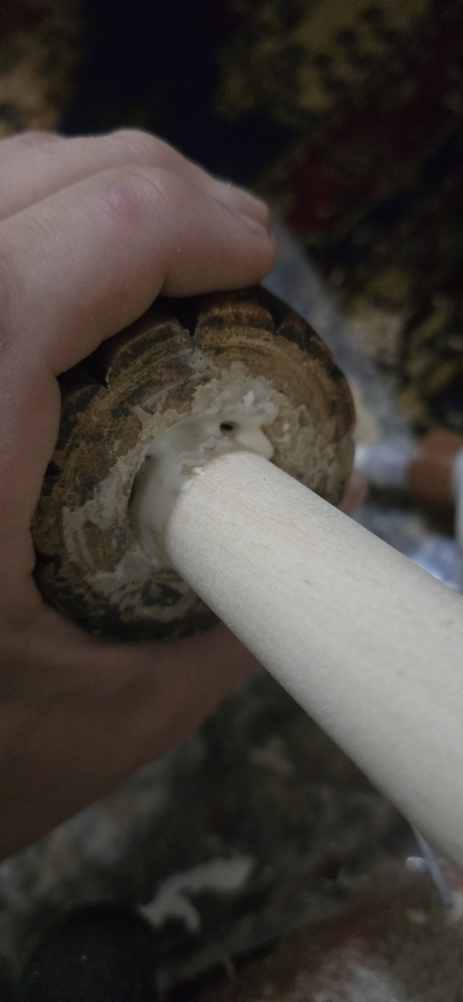Bedpost joint rebuilt with solid wood dowel replacing weakened material